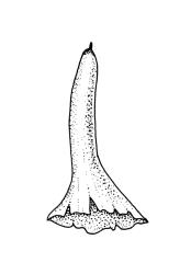 Bryobeckettia bartlettii, calyptra. Drawn from W. Martin 3419, CHR 266327.
 Image: R.C. Wagstaff © Landcare Research 2019 CC BY 3.0 NZ